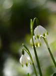 20140302 Flowers in back garden and bike ride